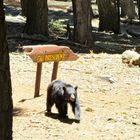 Bear Encounter in Sequoia National Park