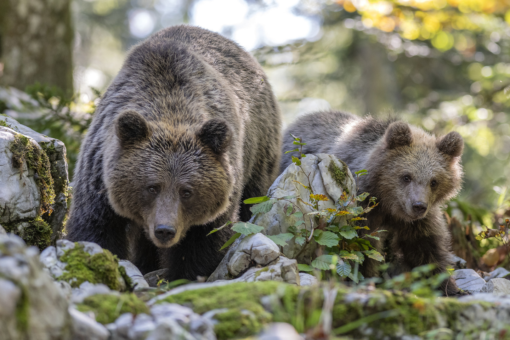 Bear family