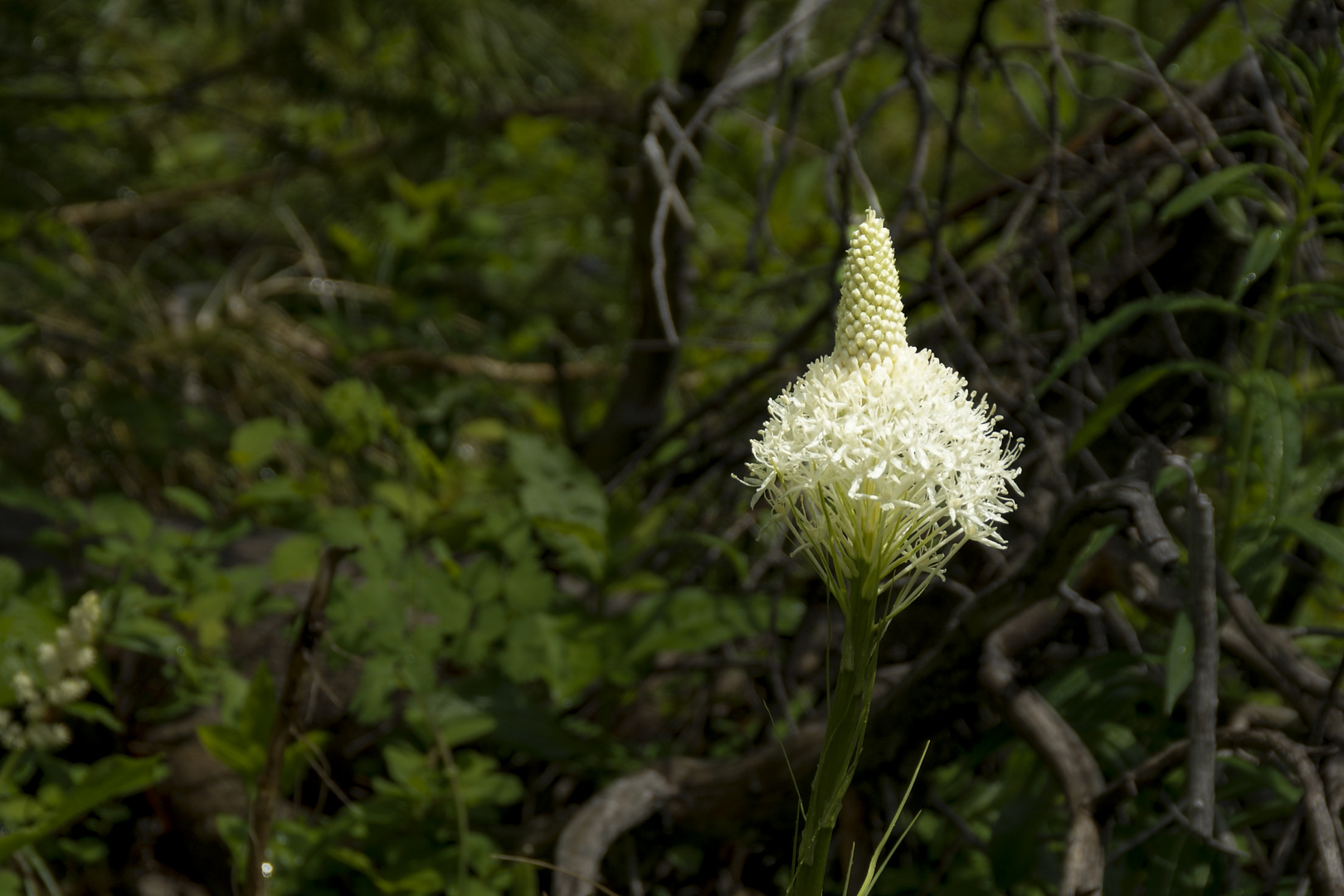 Bear Grass