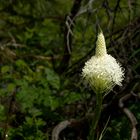 Bear Grass