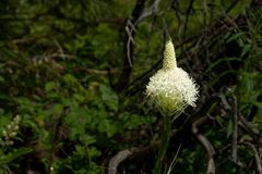 Bear Grass