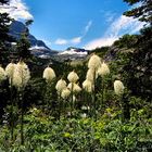 Bear Grass