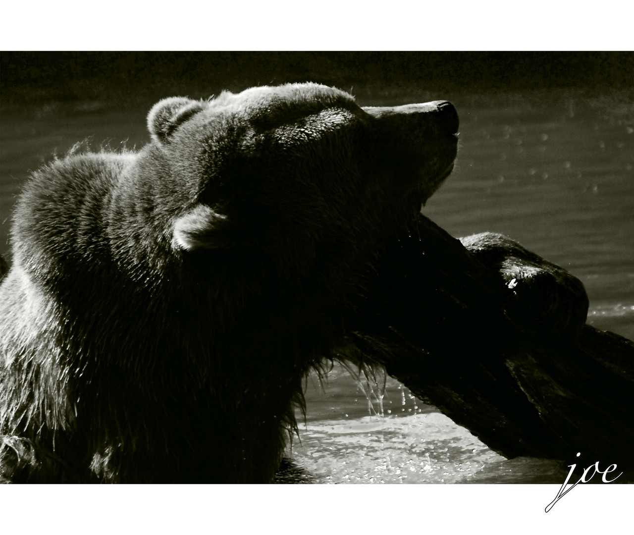 Bear III