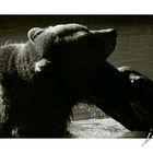 Bear III