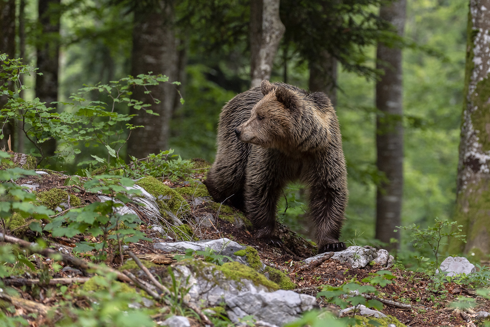 Bear in mating....