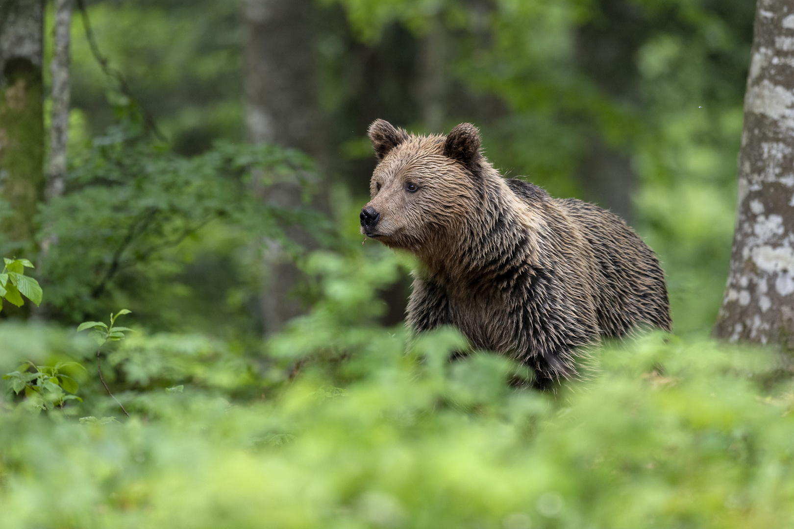 bear in spring forest