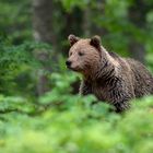 bear in spring forest