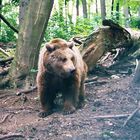 Bear On The Run