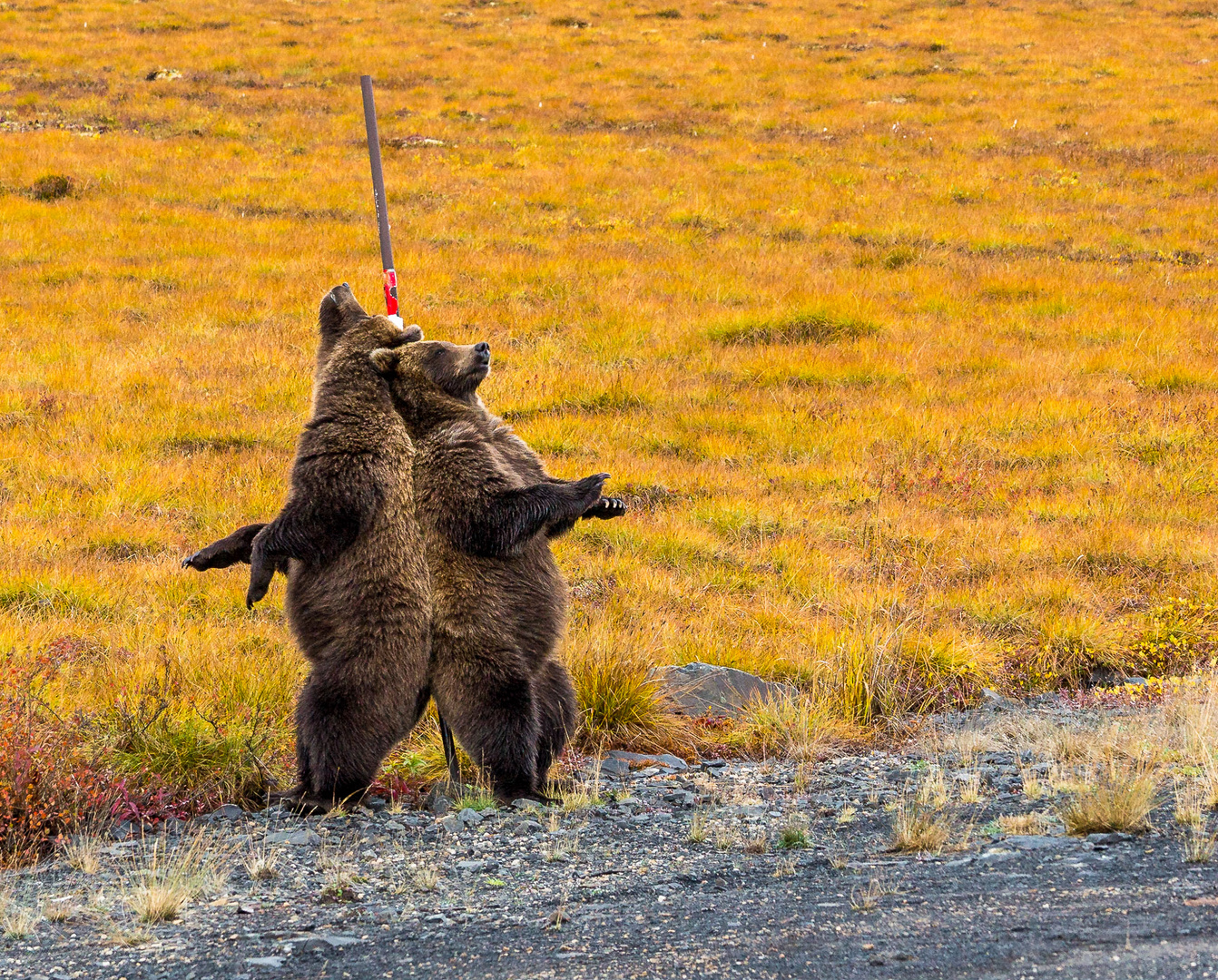 bear pole dance