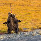 bear pole dance