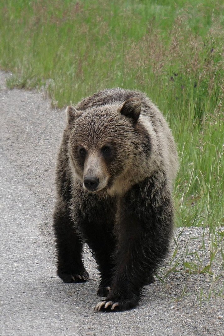 Bear Walk