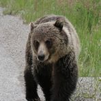 Bear Walk