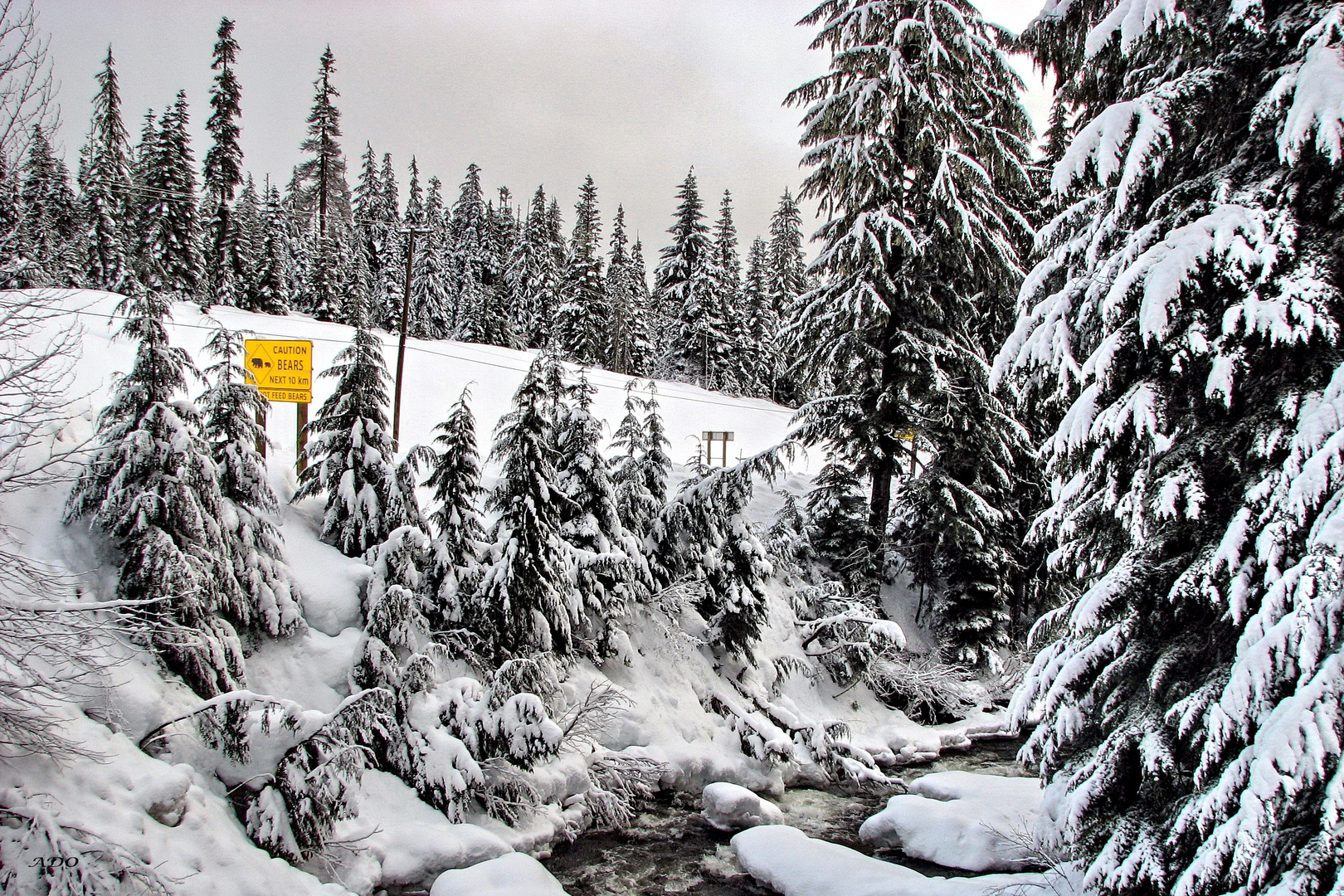 Bear Warning In Whistler  