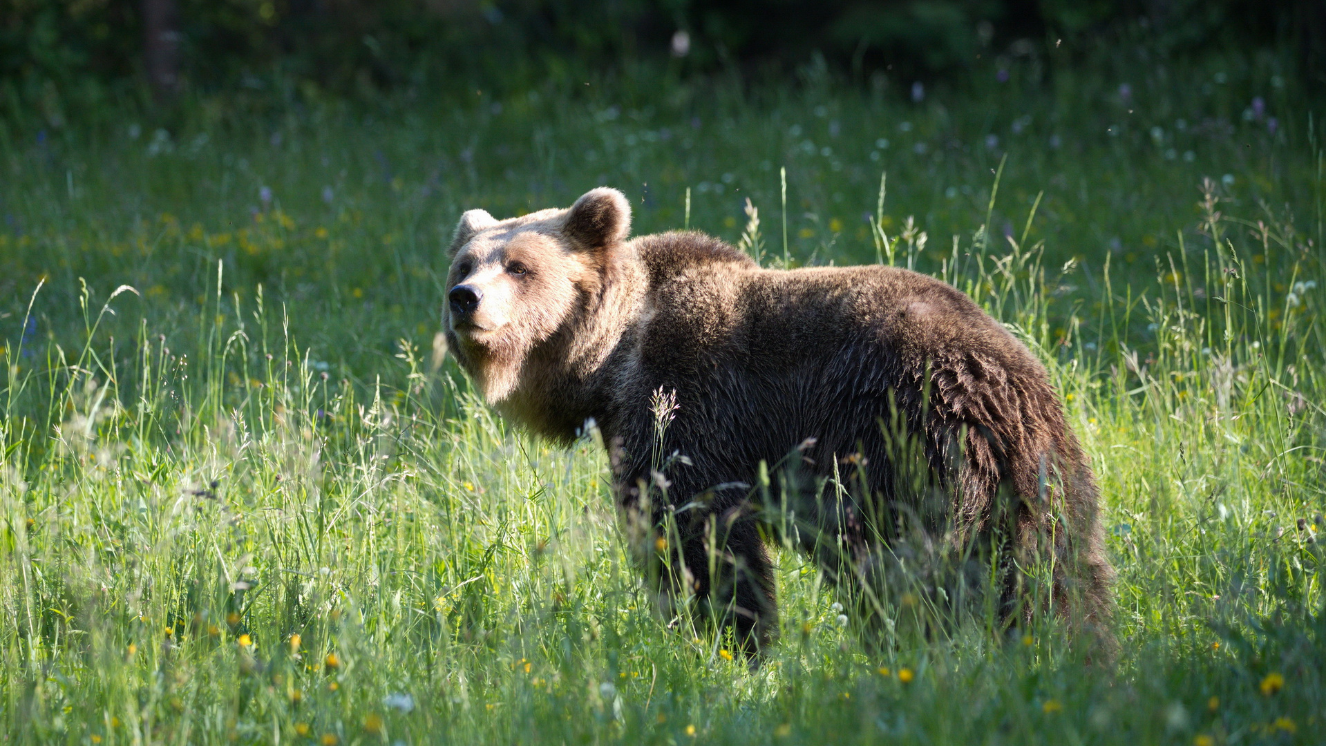 Bear watching slovenia