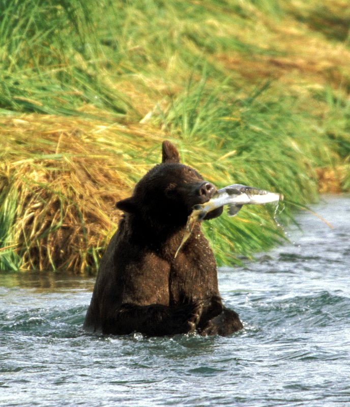 Bear with catch / Katmai NP, Alaska