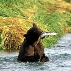 Bear with catch / Katmai NP, Alaska
