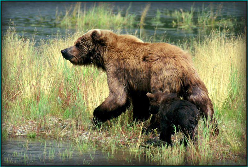 Bear with cub 2