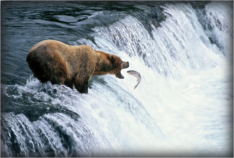 Bear with salmon 2