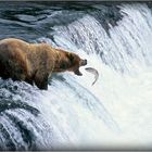 Bear with salmon 2