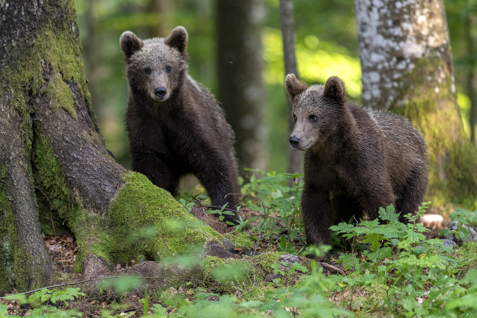 Bear youngsters from Slovenia, Notranjska