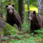 Bear youngsters from Slovenia, Notranjska