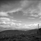 Beara