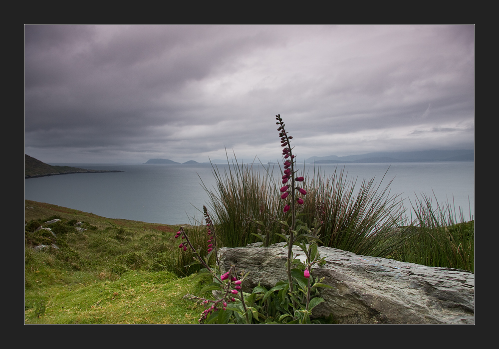 Beara