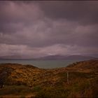 Beara