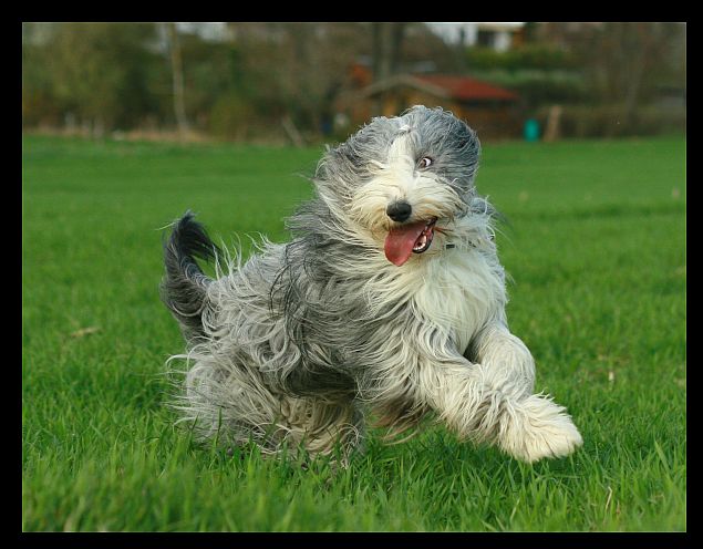 Bearded Collie