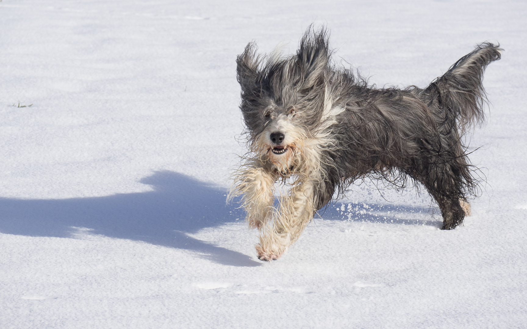 Bearded Collie