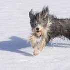 Bearded Collie