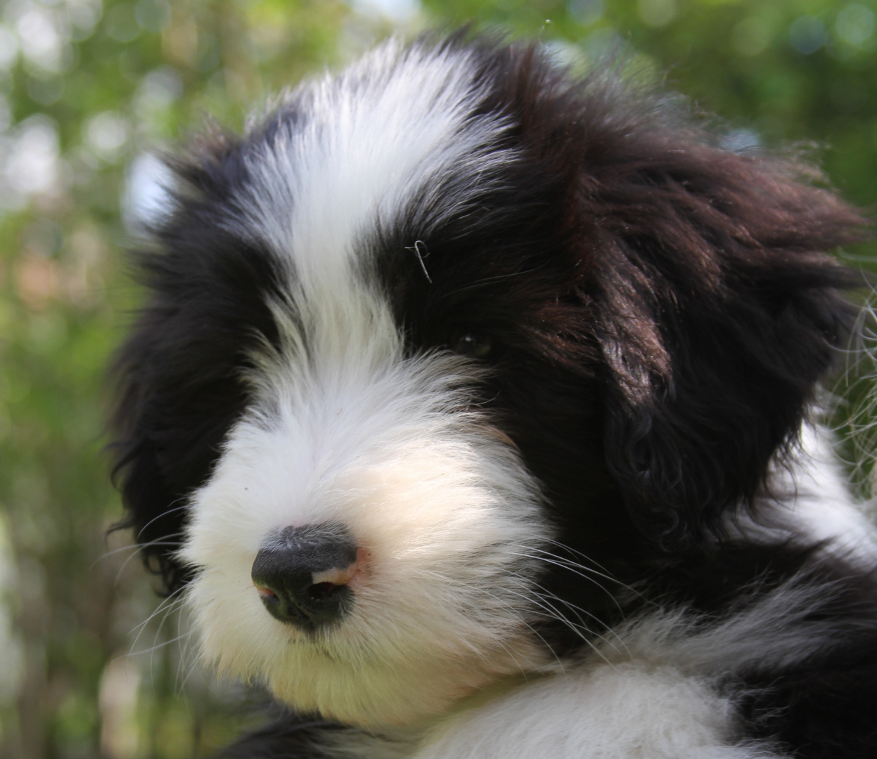 Bearded Collie