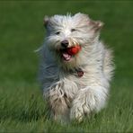 Bearded Collie