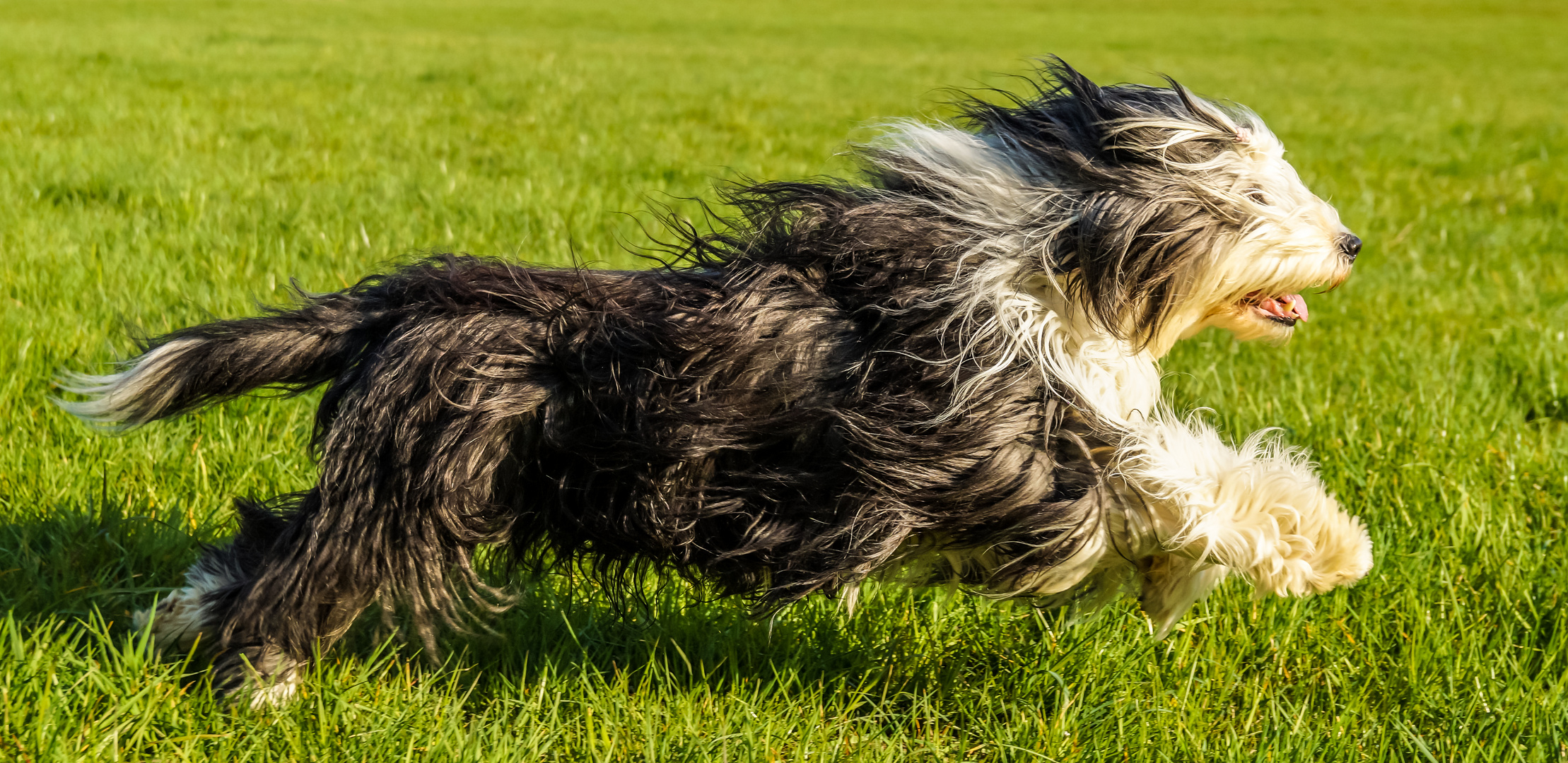 Bearded Collie