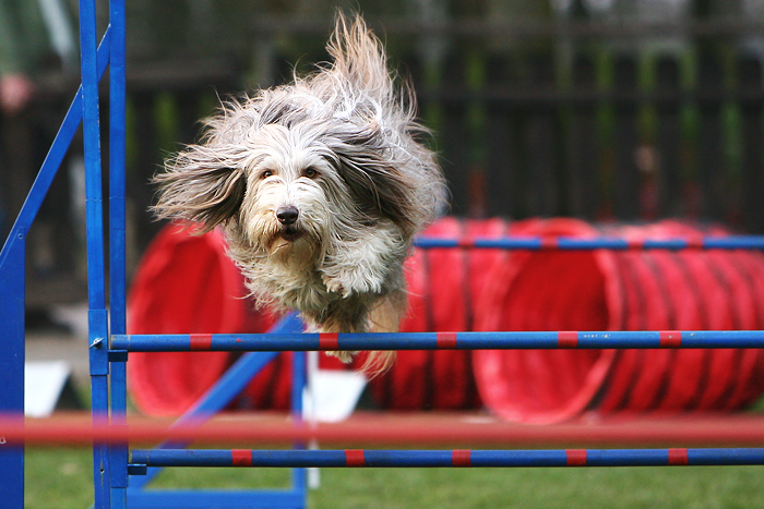 Bearded Collie