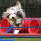 Bearded Collie