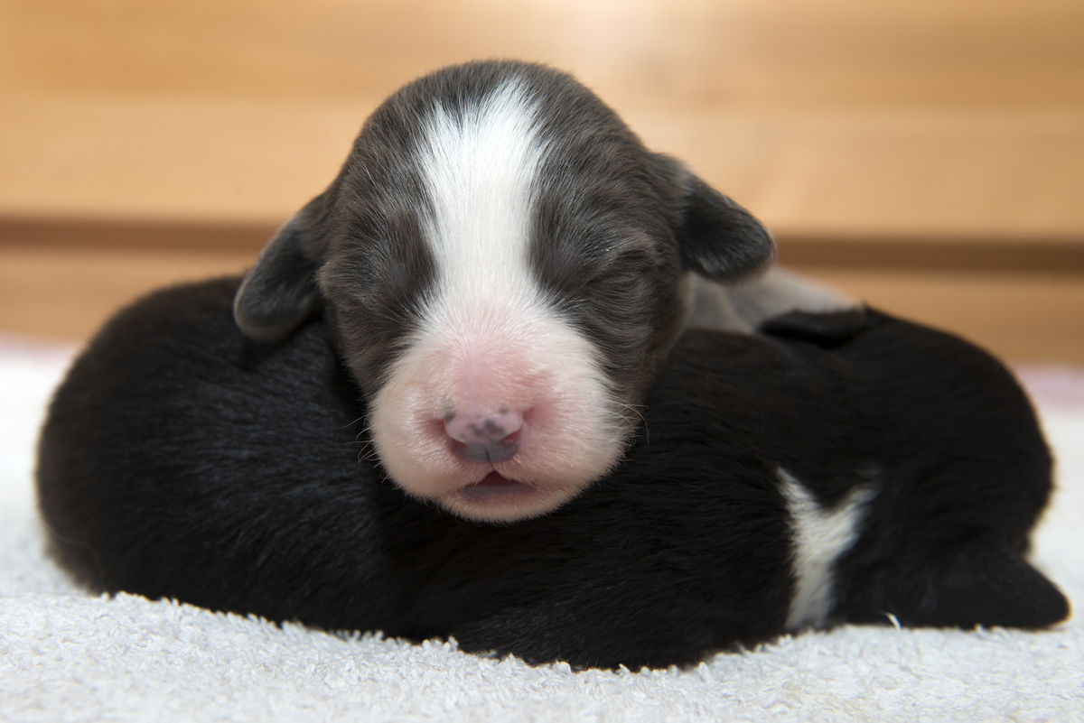 ~ Bearded Collie, 8 Wochen alt ~