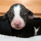 ~ Bearded Collie, 8 Wochen alt ~