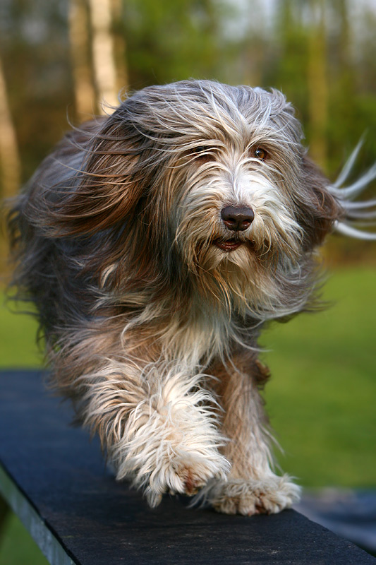 Bearded Collie