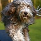 Bearded Collie