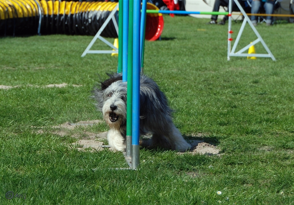 Bearded Collie