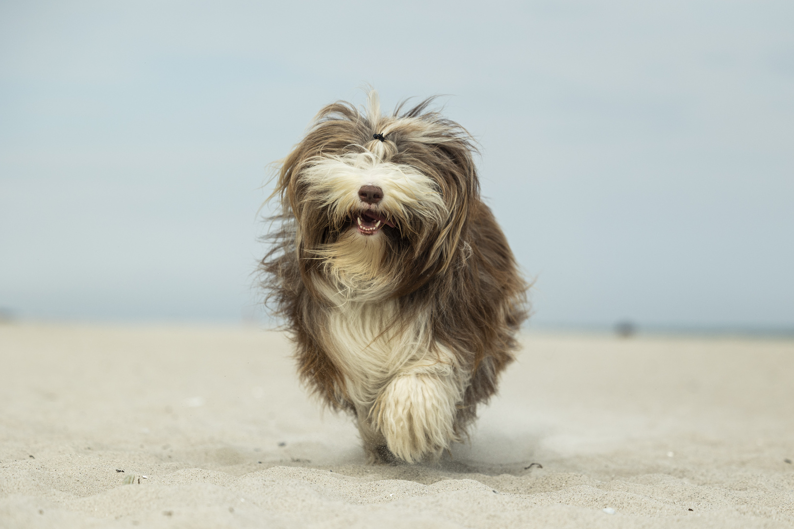 Bearded Collie am Strand