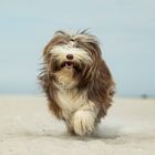 Bearded Collie am Strand