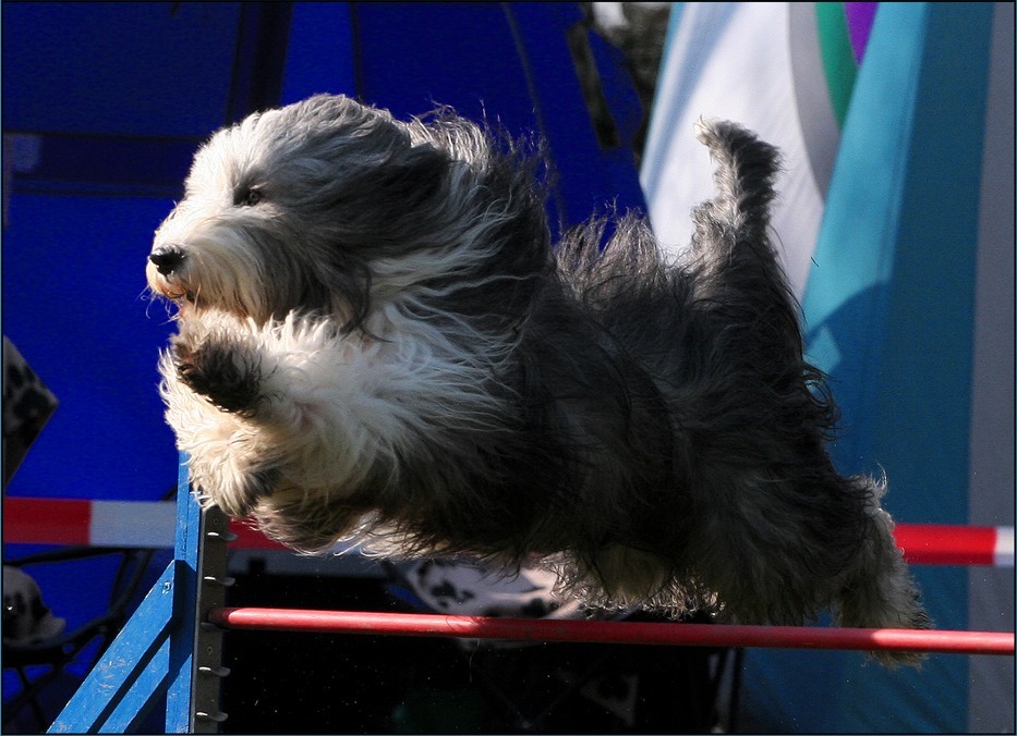 Bearded Collie beim Agility