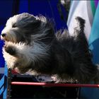 Bearded Collie beim Agility