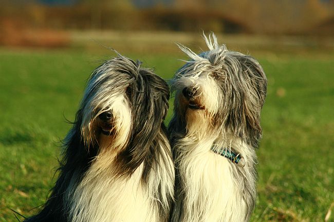 Bearded Collie