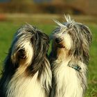 Bearded Collie