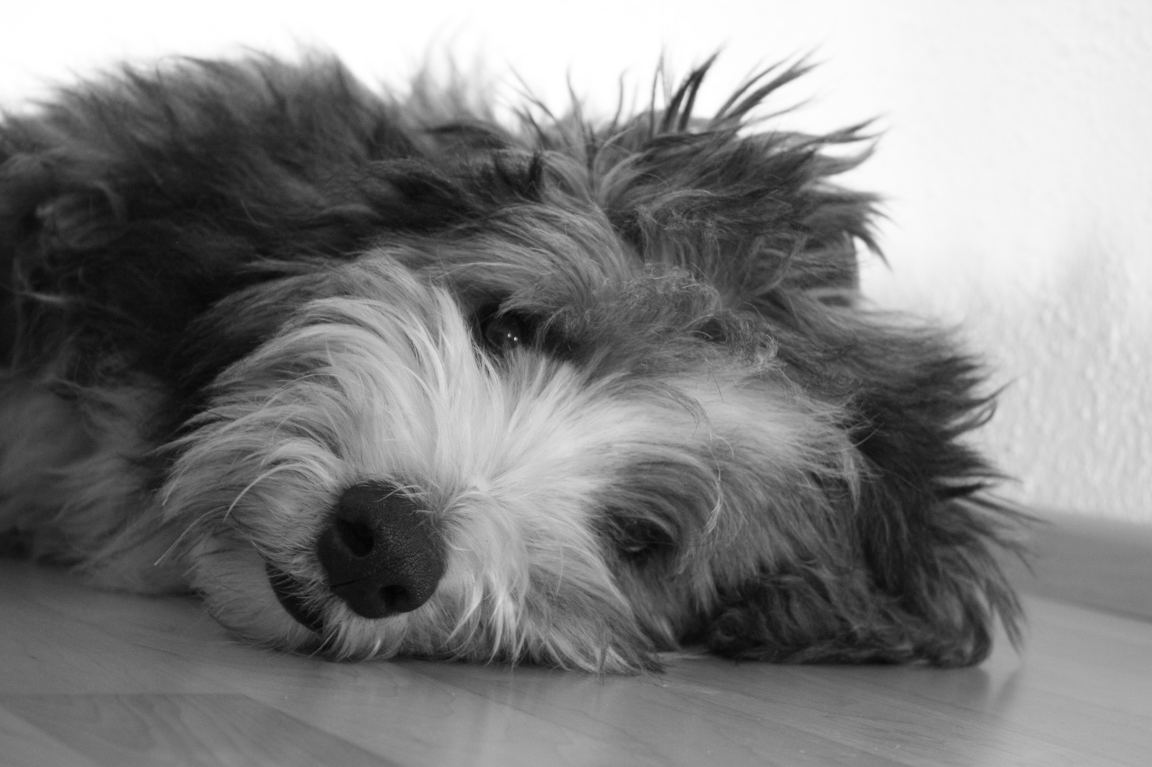 Bearded Collie Duke