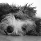 Bearded Collie Duke