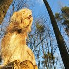 Bearded Collie in der Abendsonne